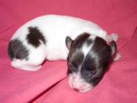 /album/alice/adelka-jpg1/