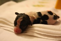 /album/antonin/tony-jpg1/