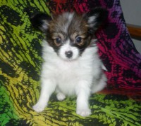 /album/alice/alice7-jpg/